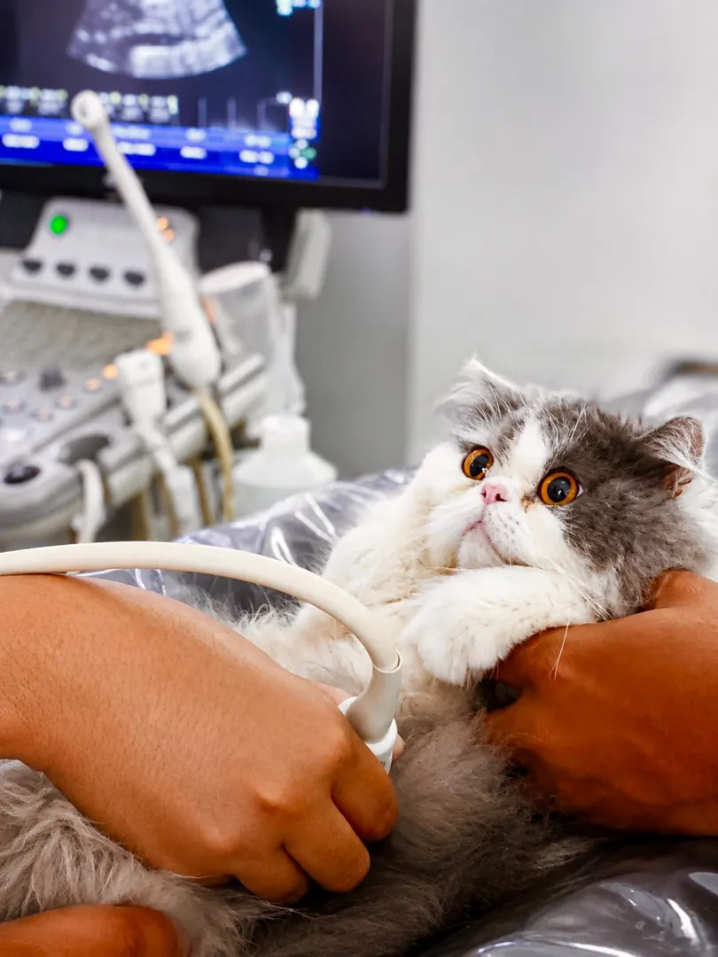 Gato recebendo exame de ultrassonografia veterinária, com equipamento de imagem ao fundo